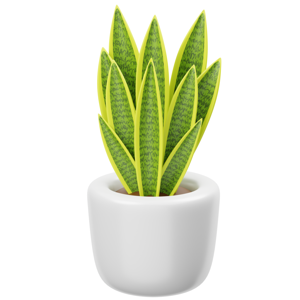 Remodelaciones 4 Snake Plant